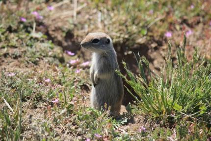 A Townsend ground squirrel pup.