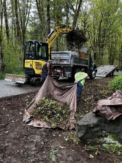 English Ivy removal. 