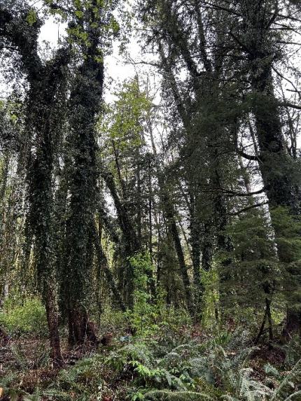 English Ivy Removal at the Cowlitz Wildlife Area with the help of volunteers.