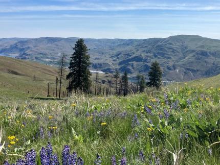 Beautiful view of Lewis’s woodpecker habitat. 