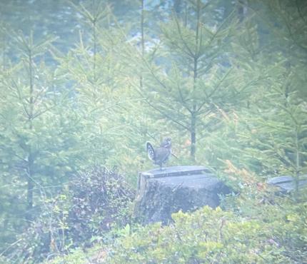 A male sooty grouse, hooting from a stump and showing off his impressive tail!