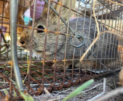 Pigmy rabbit in a trap. 