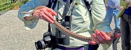 A beautiful gopher snake.