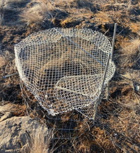 Additional photo of the trap setup to capture a sharp-tailed grouse.