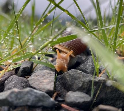 A snail that accompanied Biologist Wickhem at one of her listening stops.