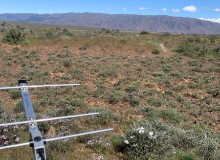 Attempting to locate a tagged burrowing owl without success and not hearing any signals in the expected locations.