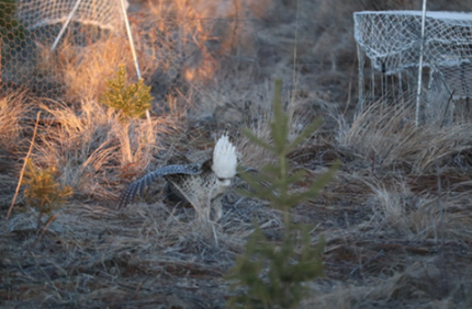 Male sharp-tailed grouse dancing on a lek set with walk-in traps. 