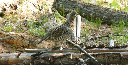 Ruffed grouse on a log. 