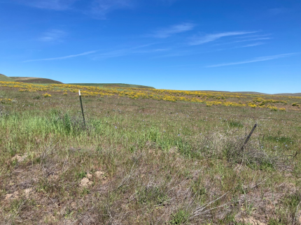 Arrowleaf balsamroot patch flowering on a hillside. 