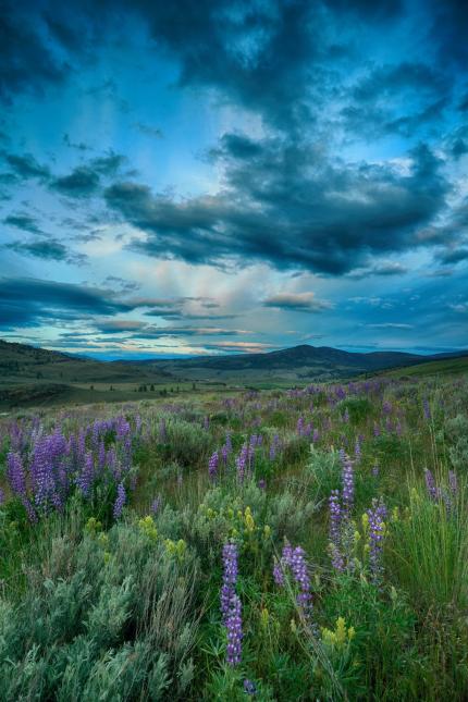 Lupine and paintbrush east of Tonasket. 