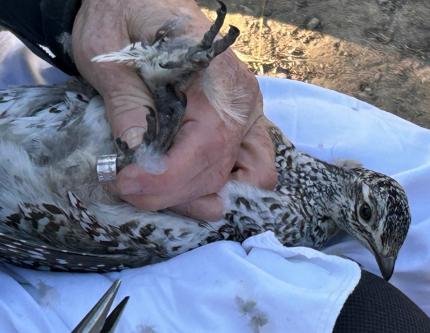  A female sharp-tailed grouse being processed. 