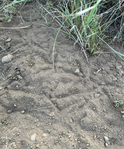 Sharp-tailed grouse tracks in a SAFE CRP field next to a discovered lek.