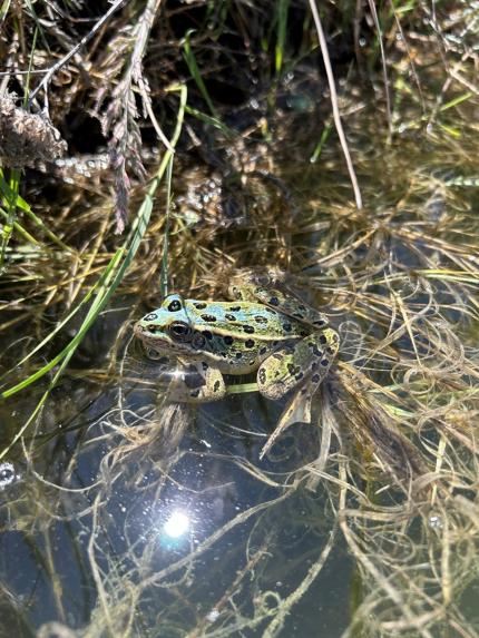 A northern leopard frog found lacking yellow pigment resulting in a blue leopard frog.