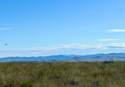 Sharp-tailed Grouse flushes from new lek discovered in Douglas County.