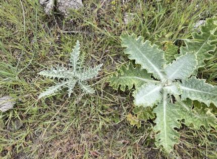 Wavy leaf thistle (left) and scotch thistle (right) rosettes. 