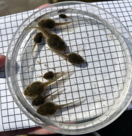 Size variation of northern leopard frog tadpoles.