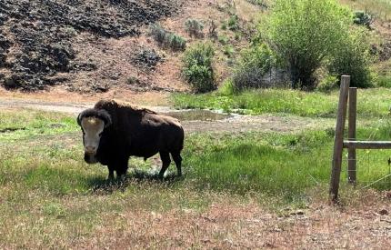 Trespass domestic bison on the L.T. Murray WLA.