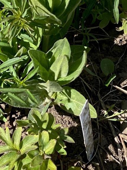     Discussion around silene restoration efforts into remnant Palouse Prairie. 