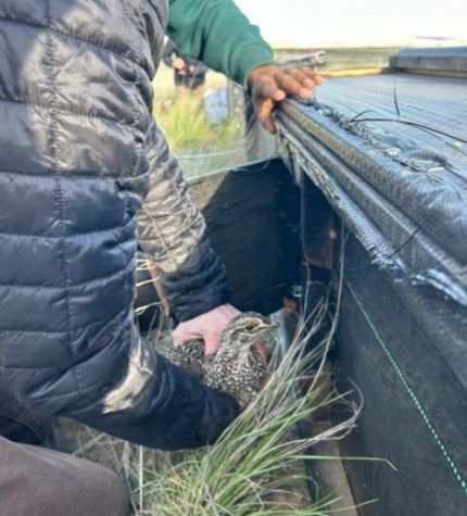 Natural Resource Techs. Blake & Haney-Williamson transferring a sharp-tailed grouse into the release box.