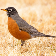 American robin