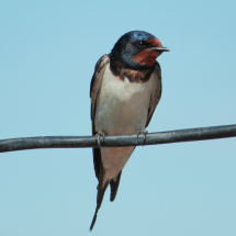 Barn swallow