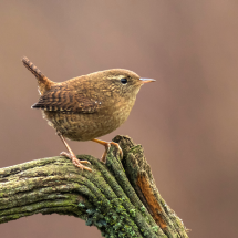 Bewick's wren