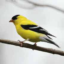 Goldfinch