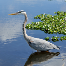 Great blue heron