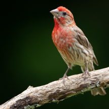 House finch