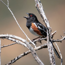 Spotted towhee