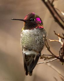 hummingbird sitting on branch