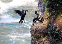 birds nesting on a cliff