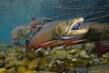 bull trout swimming