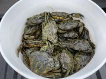 Bucket of EGC, Washington coast Willapa Bay. Photo by WDFW