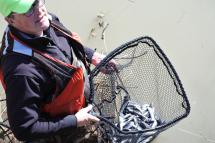 Cowlitz River smelt dipping