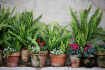 Container garden of potted ferns and flowers