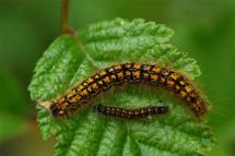 Two orange and black checkered western tent caterpillars on a green leaf.