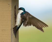 Tree swallow feeding nestlings