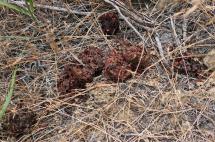 Bear scat