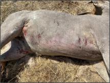 After removing the hair with clippers, numerous pre-mortem bite and scratch wounds were found all over the carcass. 