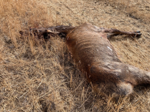  Sick Hanford elk