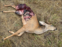 A dead buck