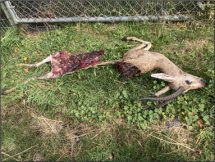 A gazelle carcass